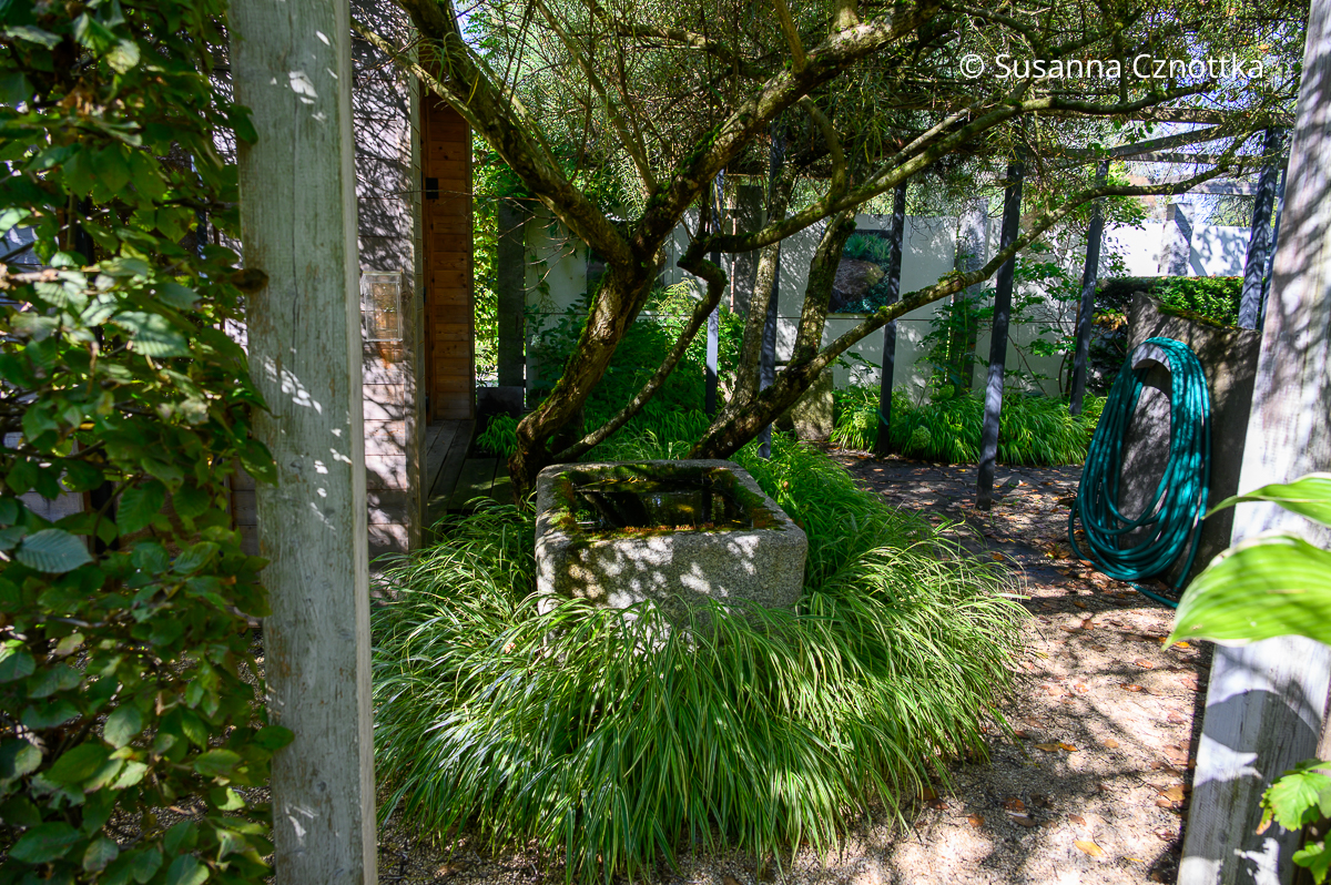 Malerisch: Japan-Berggras (Hakonechloa macra) umrahmt einen Sandsteintrog