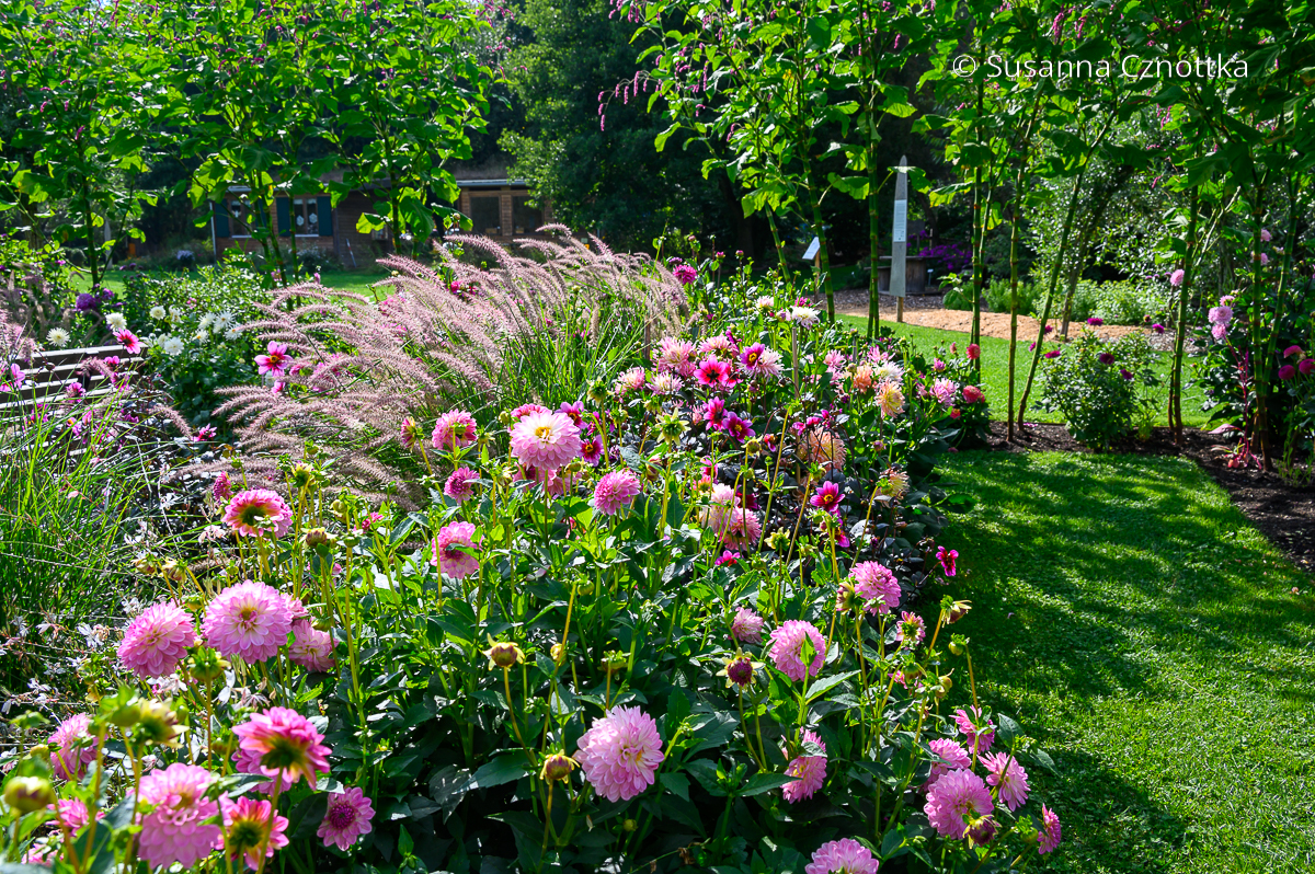 Lampenputzergras (Pennisetum) 'Karley Rose' mit rosa Dahlien