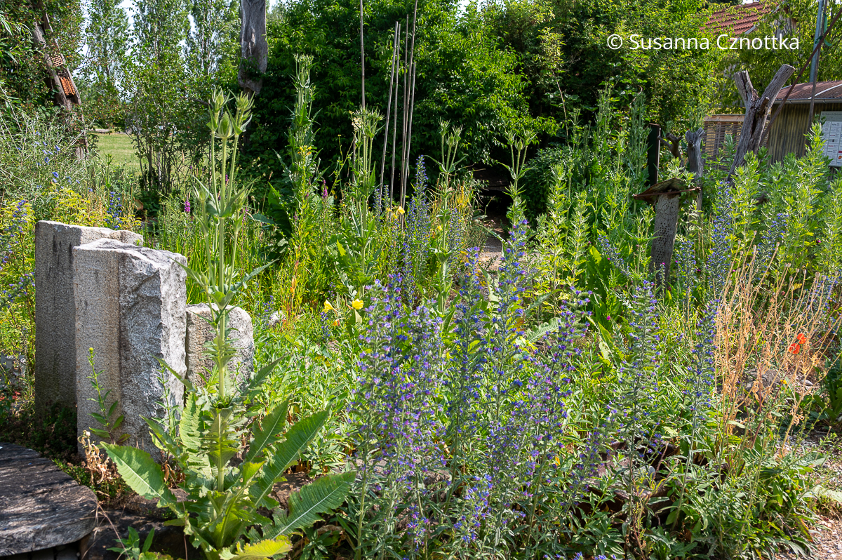 Gewöhnlicher Natternkopf (Echium vulgare) und Wilde Karde (Dipsacus fullonum) Gewöhnlicher Natternkopf (Echium vulgare) mit blauen Blüten und Wilde Karde (Dipsacus fullonum)