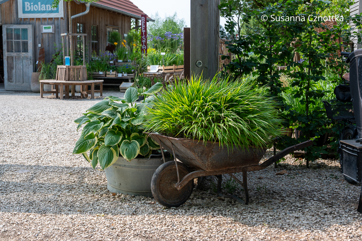 Originelle Pflanzidee: Japan-Berggras (Hakonechloa macra) in einer Schubkarre