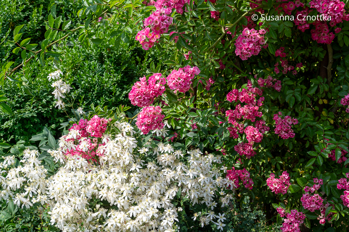 Aufrechte Waldrebe (Clematis recta) 'Pamela' und die pinke ungefüllte Kletterrose 'Maria Lisa'