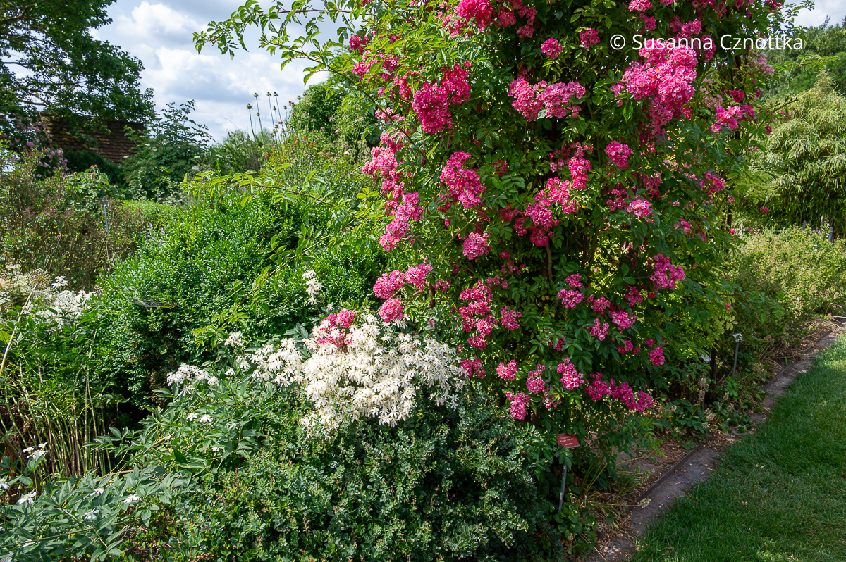 Aufrechte Waldrebe (Clematis recta) 'Pamela' und die Kletterrose 'Maria Lisa'