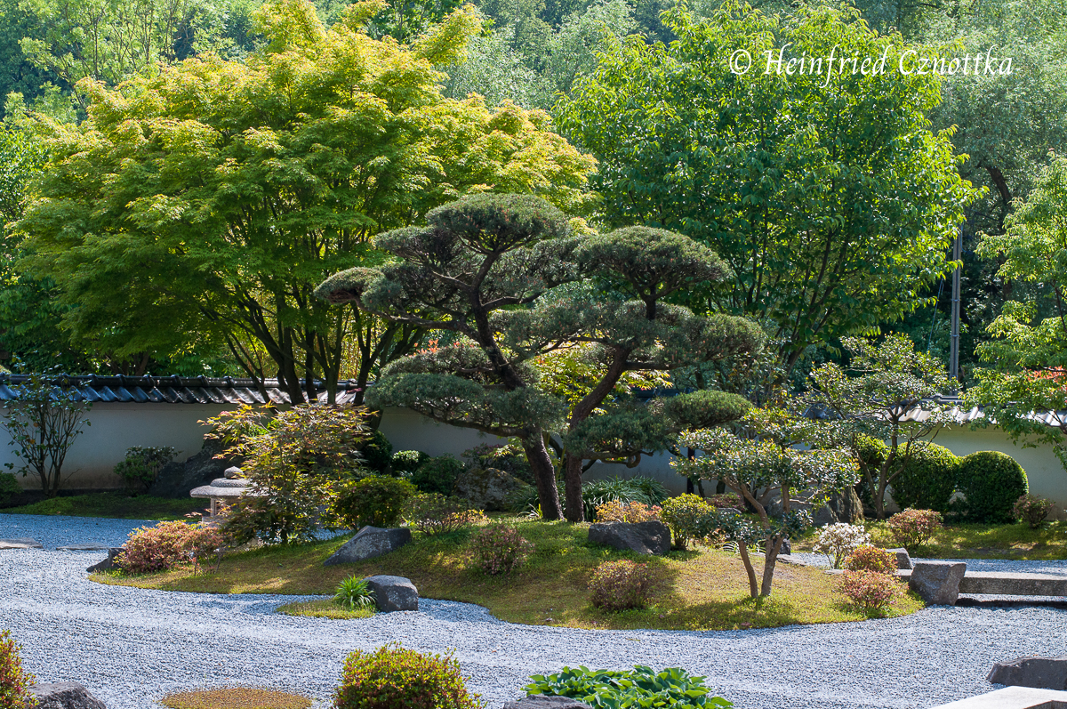 Japanischer Garten Bielefeld, die Kranichinsel mit  Formschnitt-Kiefer
