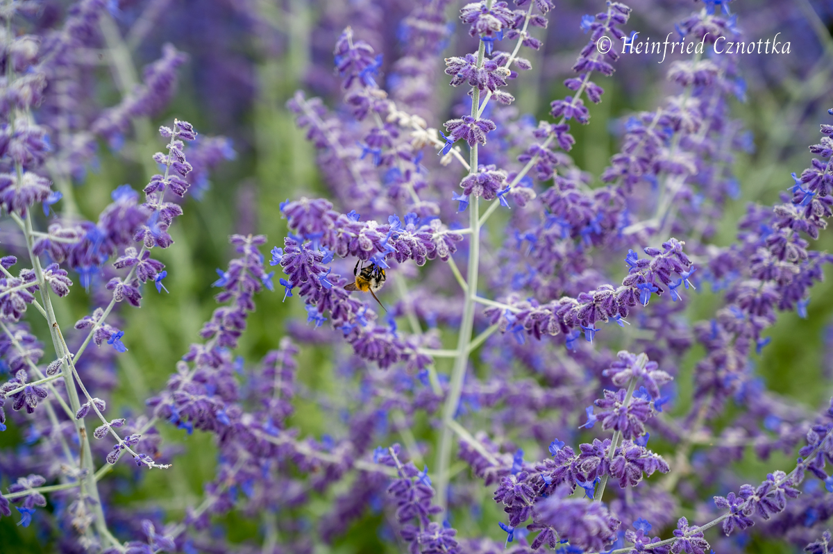 Insektenfreundliche Pflanze: Biene an der Blauraute