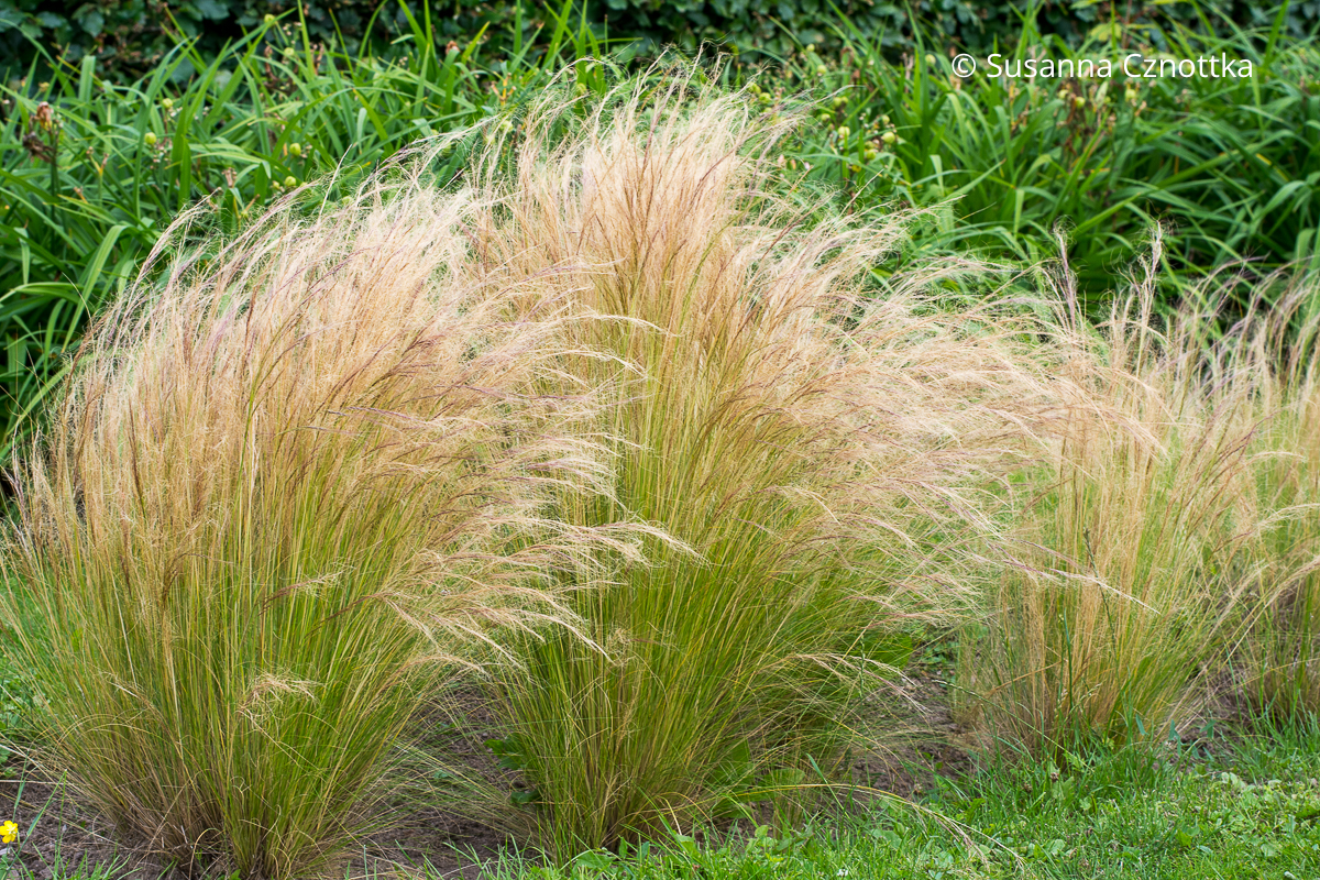 Horste des Zarten Federgrases (Nassella tenuissima syn. Stipa tenuissima) Horste des Zarten Federgrases (Nassella tenuissima syn. Stipa tenuissima) mit feinen grünen Halmen und fedrigen beigen Ähren