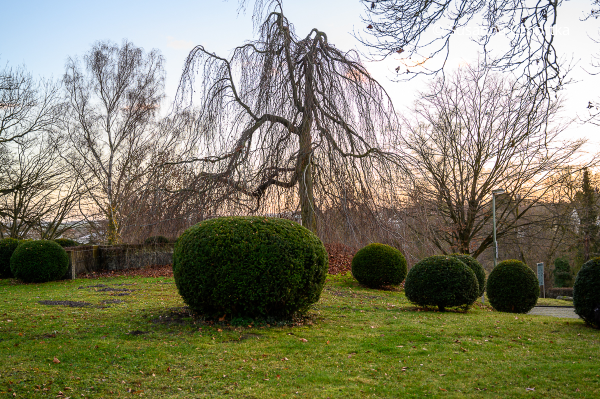 Gegensatz: Eibenkugeln und ein kahler Baum mit hängenden Ästen auf einer Rasenfläche