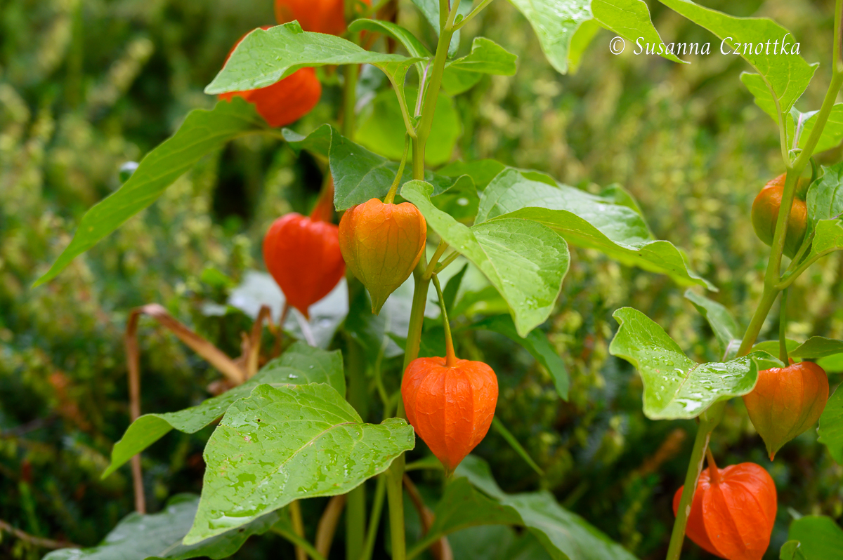 Orange im Garten: die leuchtenden Kelchblätter der Lampionblume (Physalis alkekengi)