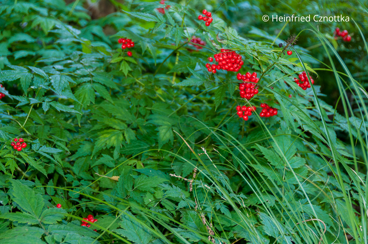 Rotfrüchtiges Christophskraut (Actaea rubra f. neglecta) mit leuchtend roten Beeren Rotfrüchtiges Christophskraut (Actaea rubra f. neglecta) mit leuchtend roten Beeren