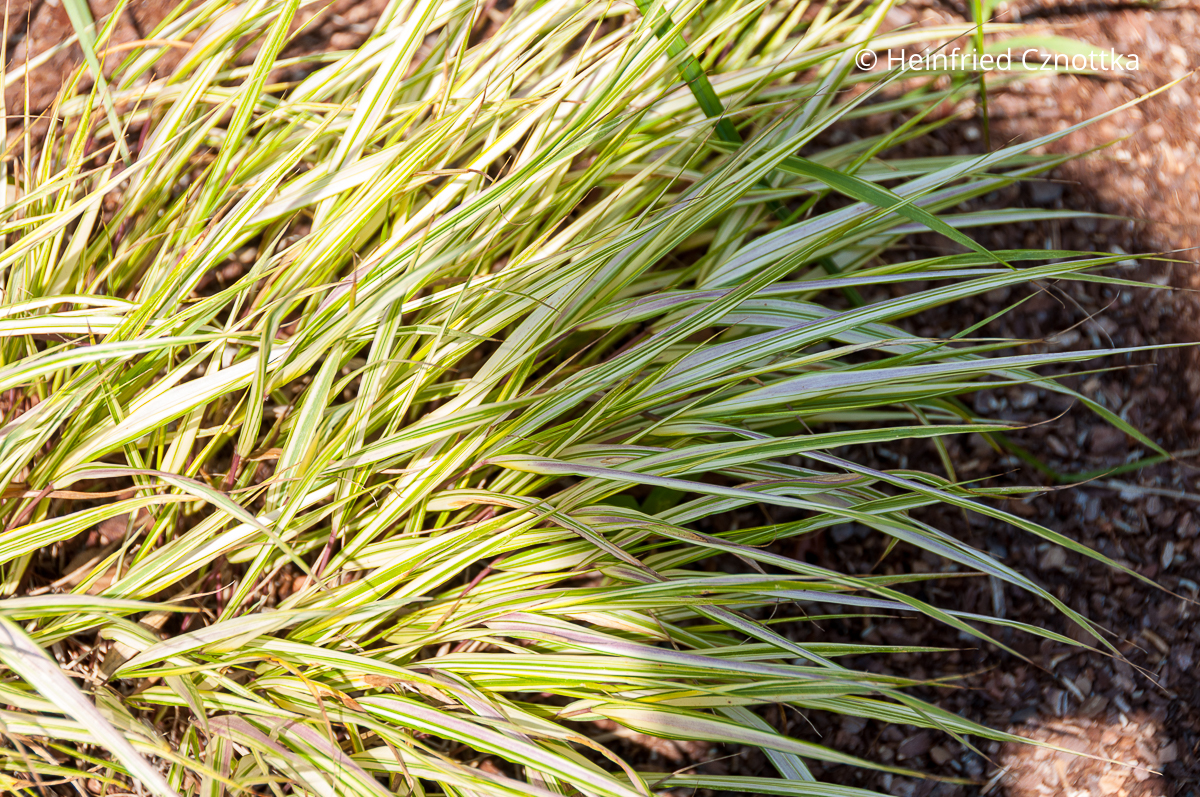 Japan-Berggras (Hakonechloa macra) 'Alboaurea' mit cremeweißen und gelblichen Streifen auf den Halmen