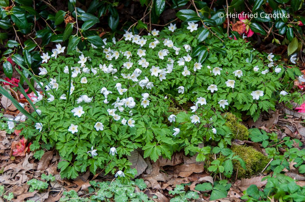 Buschwindröschen, Strahlen-Anemone und Co.: zauberhafte Anemonen im ...