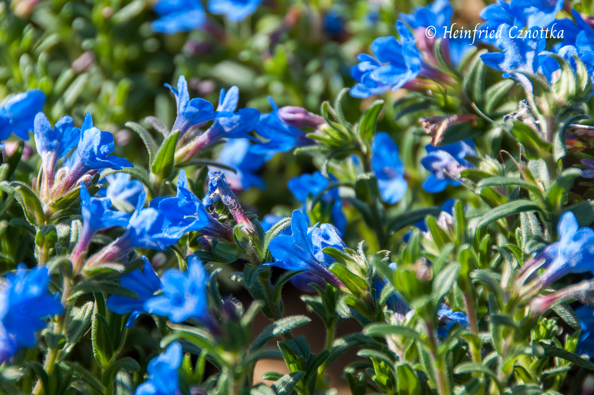 Steinsame (Lithodora diffusa) 'Heavenly Blue' 