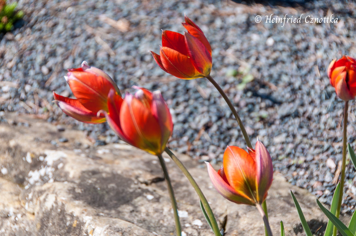 Feuertulpe (Tulipa whittallii)