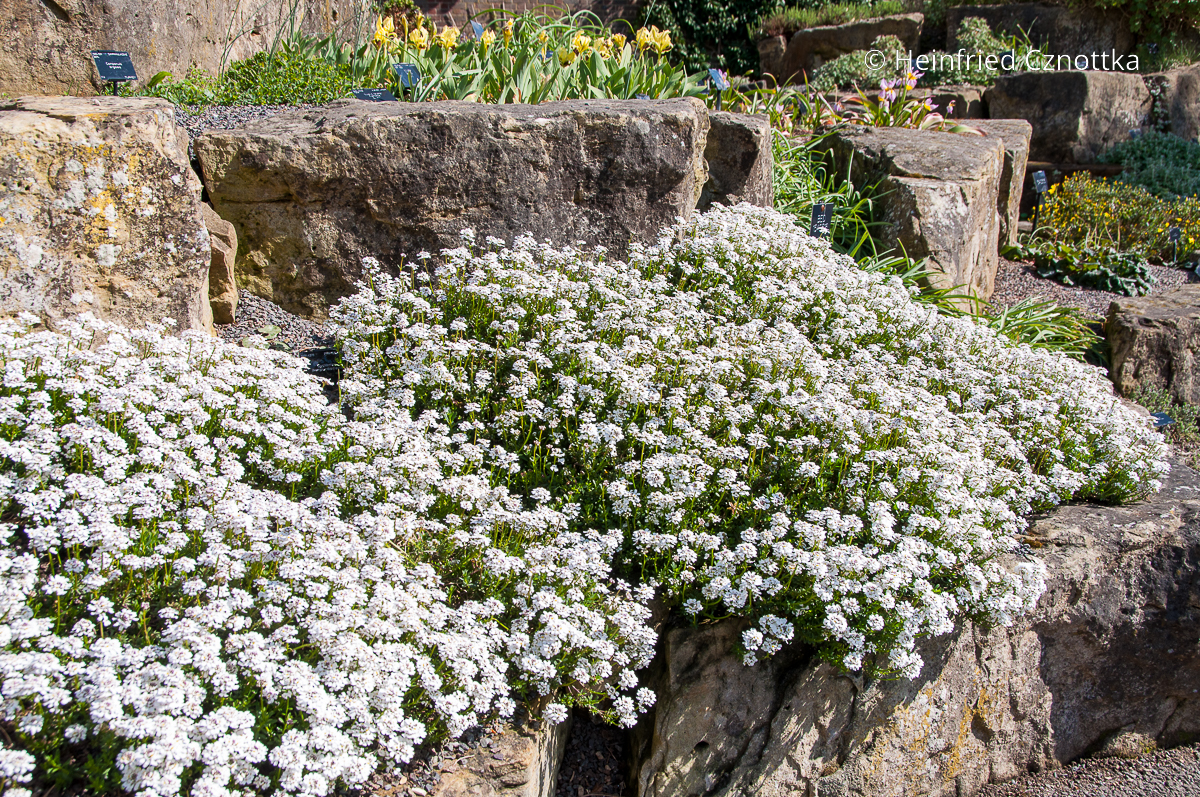 Immergrüne Schleifenblume (Iberis sempervirens) im Steingarten