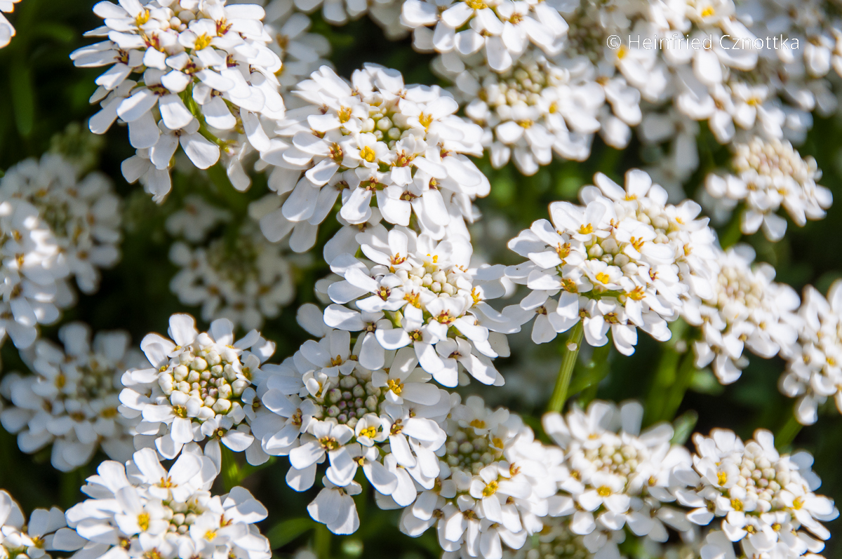 Blüten der Immergrünen Schleifenblume (Iberis sempervirens) aus der Nähe