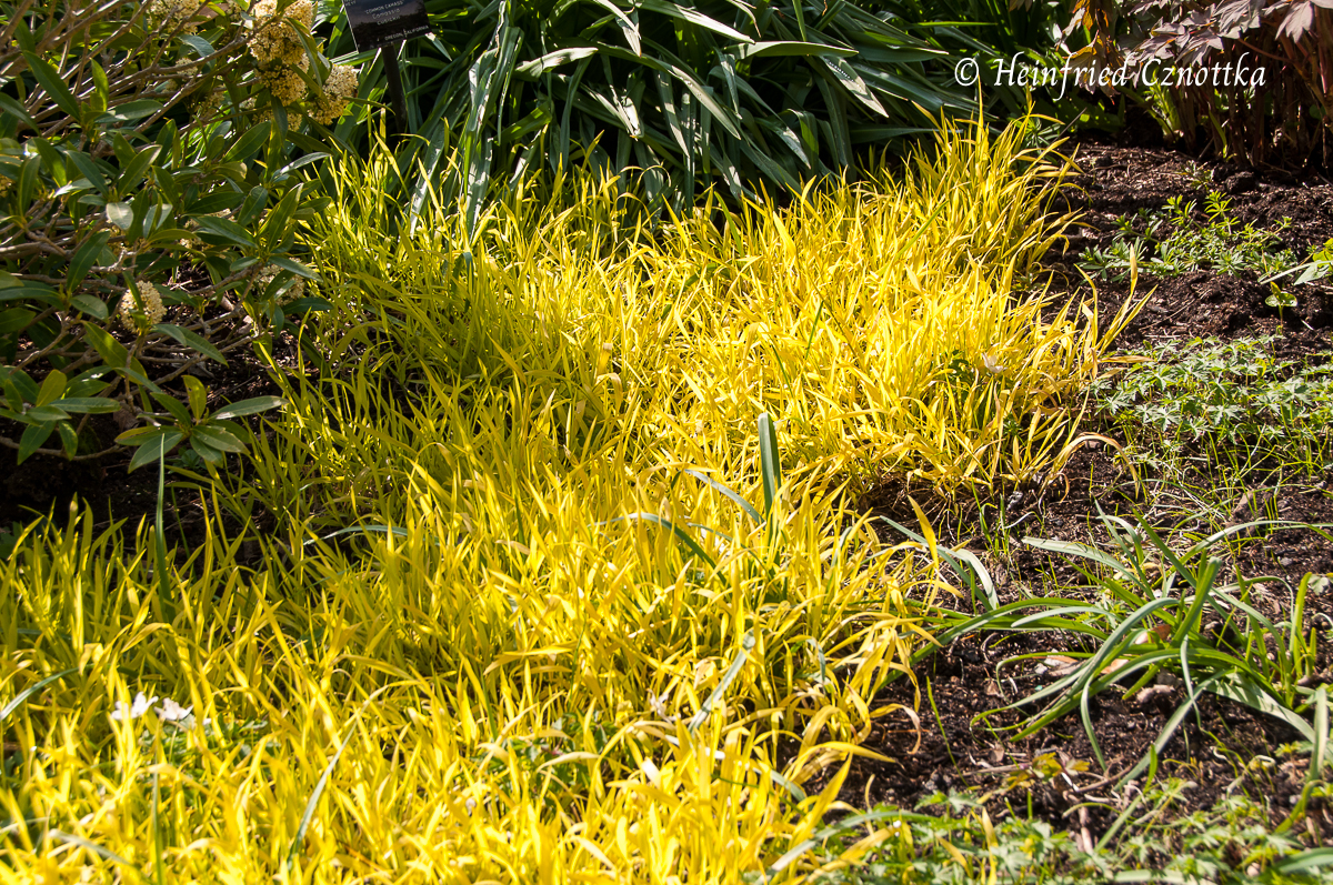 Gestalten mit gelben Blättern: Goldflattergras (Milium effusum 'Aureum')