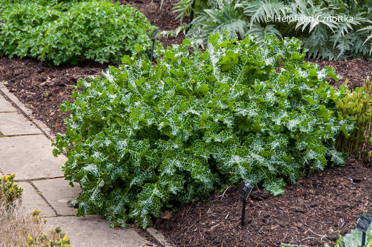 Marien-Distel (Silybum marianum) mit weiß geadertem Laub Marien-Distel (Silybum marianum) mit weiß geadertem Laub