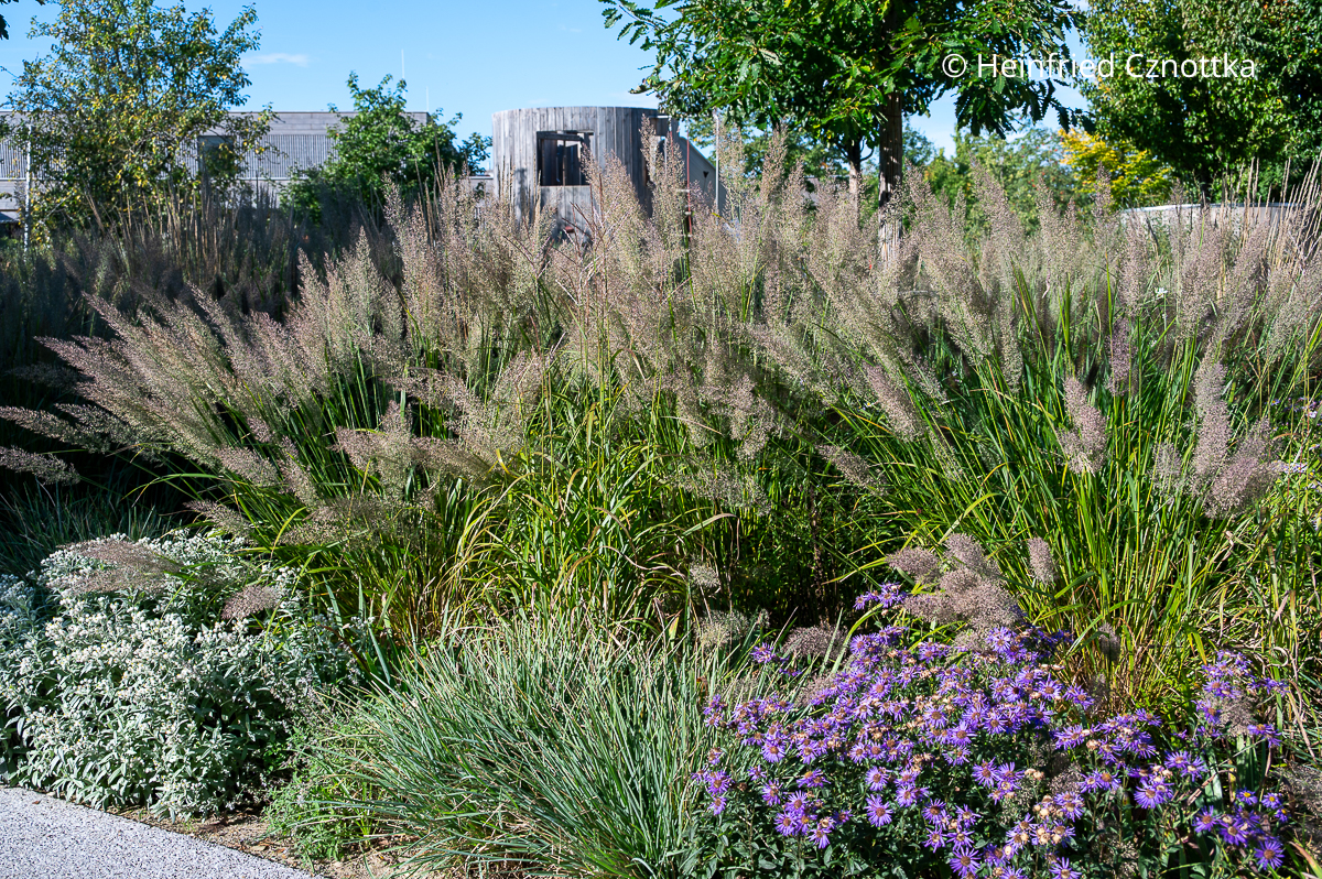 Diamantgras (Calamagrostis brachytricha) in der Gruppe gepflanzt