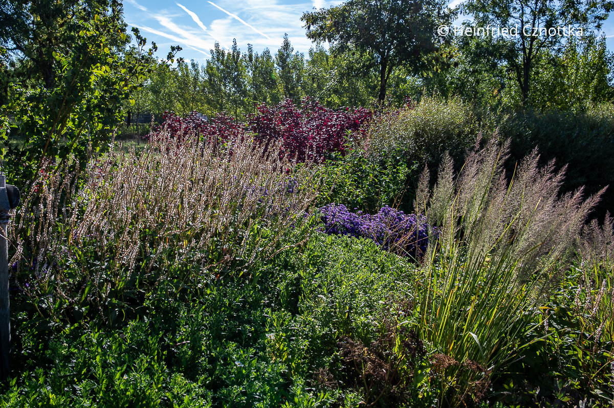 Diamantgras (Calamagrostis brachytricha) mit Kerzen-Knöterich (Persicaria amplexicaulis) 'Rosea'
