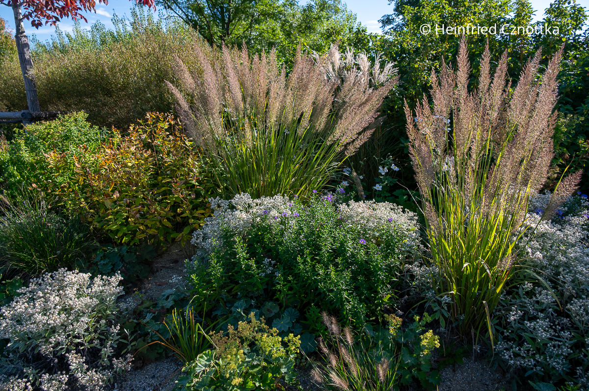 Diamantgras (Calamagrostis brachytricha) und Perlkörbchen (Anaphalis triplinervis)