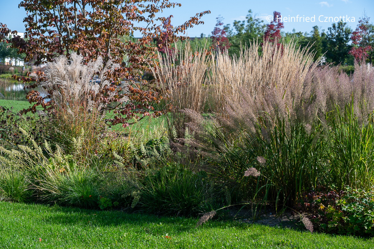 Garten-Reitgras (Calamagrostis x acutiflora), Zottiges Purpurglöckchen (Heuchera villosa) und Diamantgras (Calamagrostis brachytricha)