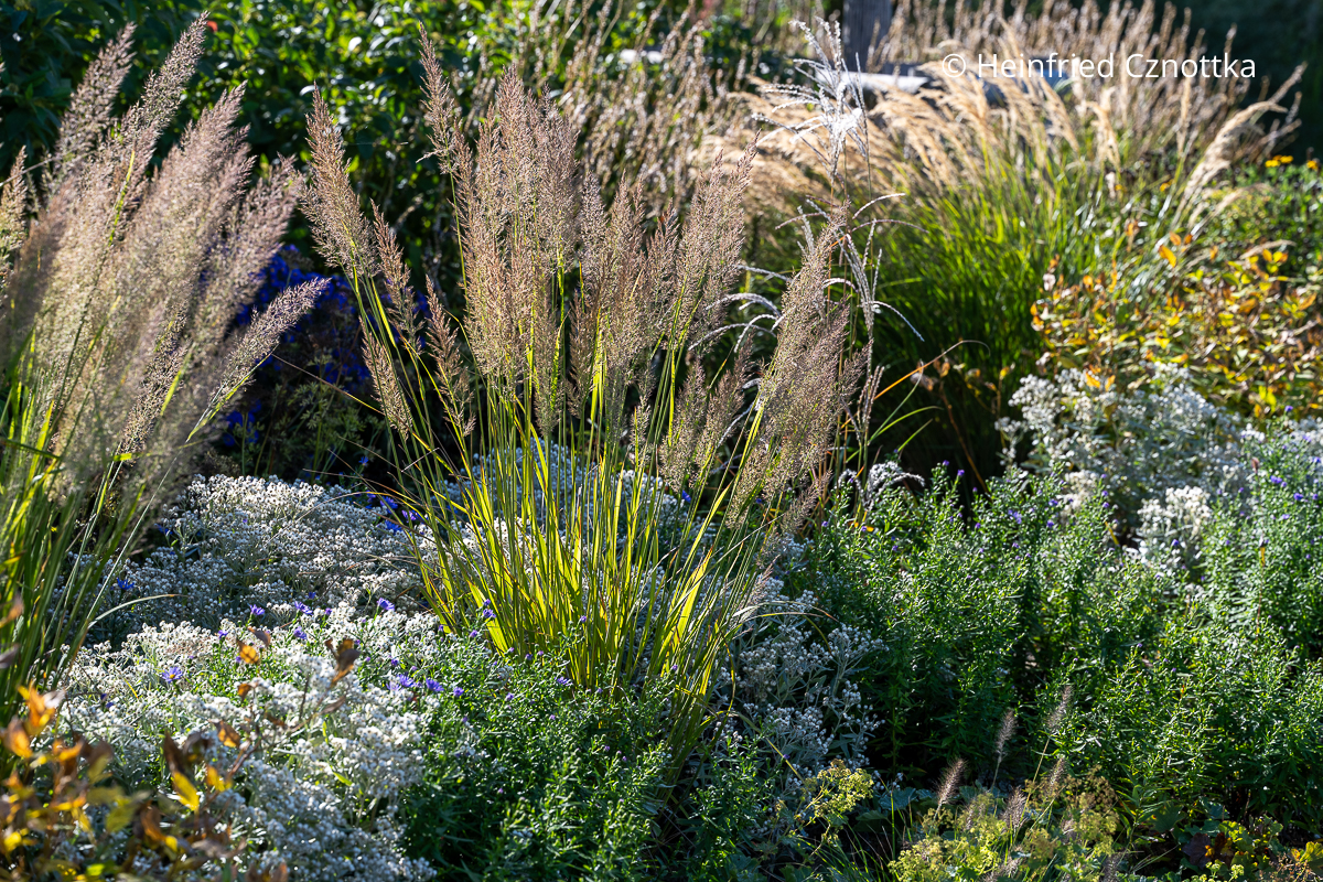 Perlkörbchen (Anaphalis triplinervis) und niedrige Astern mit Diamantgras (Calamagrostis brachytricha)