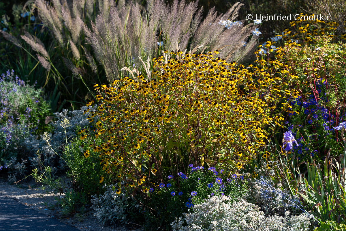 Späte Pracht im Beet: Diamantgras (Calamagrostis brachytricha) und Oktober-Sonnenhut (Rudbeckia triloba)
