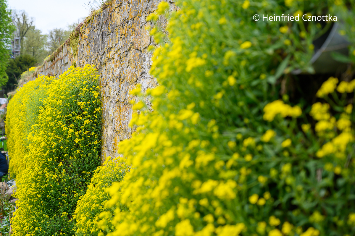 Felsen-Steinkraut (Aurinia saxatilis) in den Fugen einer Mauer am Kloster Dalheim
