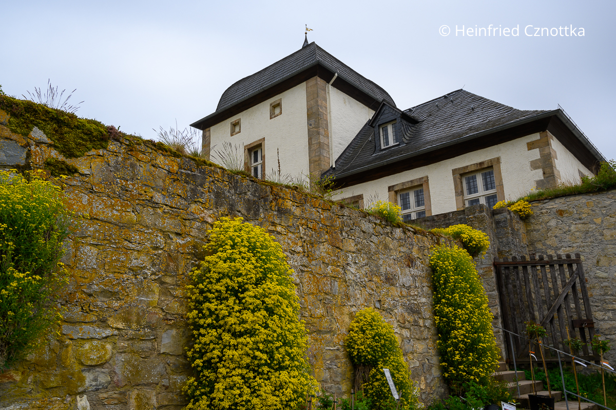 Felsen-Steinkraut (Aurinia saxatilis) in den Fugen einer Mauer am Kloster Dalheim
