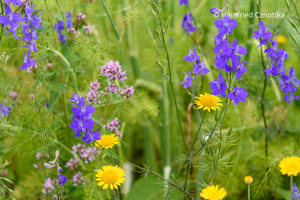 Blume des Jahres 2026: Feldrittersporn (Consolida regalis) Blume des Jahres 2026: Feldrittersporn (Consolida regalis)