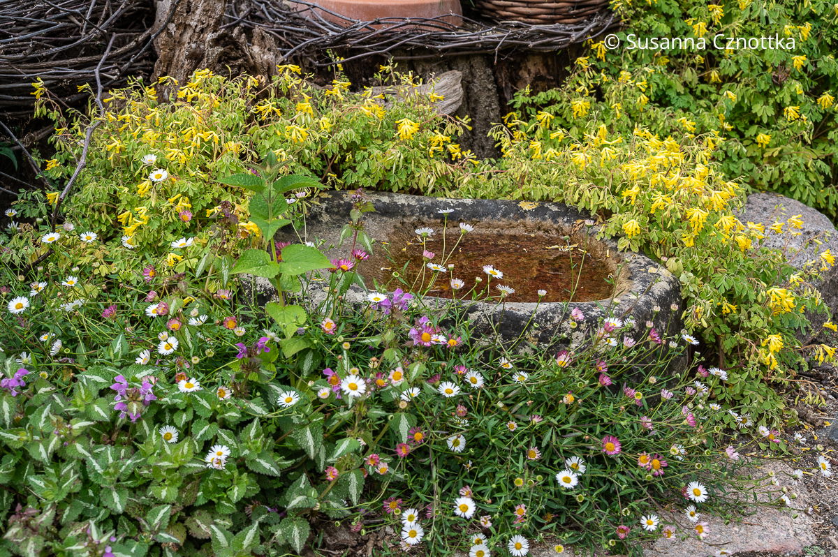 Gelber Scheinlerchensporn (Pseudofumaria lutea) und Spanisches Gänseblümchen (Erigeron karvinskianus) 