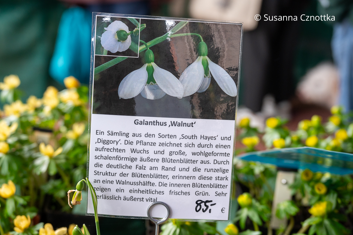 Schneeglöckchen (Galanthus) 'Walnut'