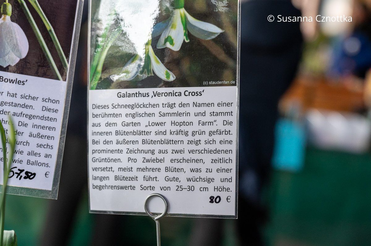 Abbildung und Beschreibung Schneeglöckchen (Galanthus) 'Veronica Cross'