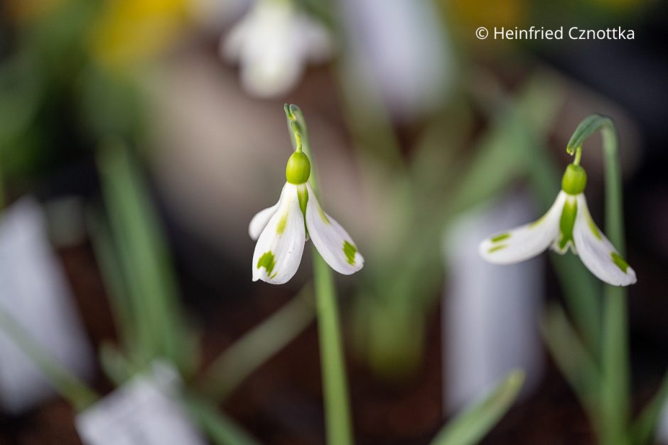 Schneeglöckchentage in Knechtsteden und Galanthophilie Einfach Garten