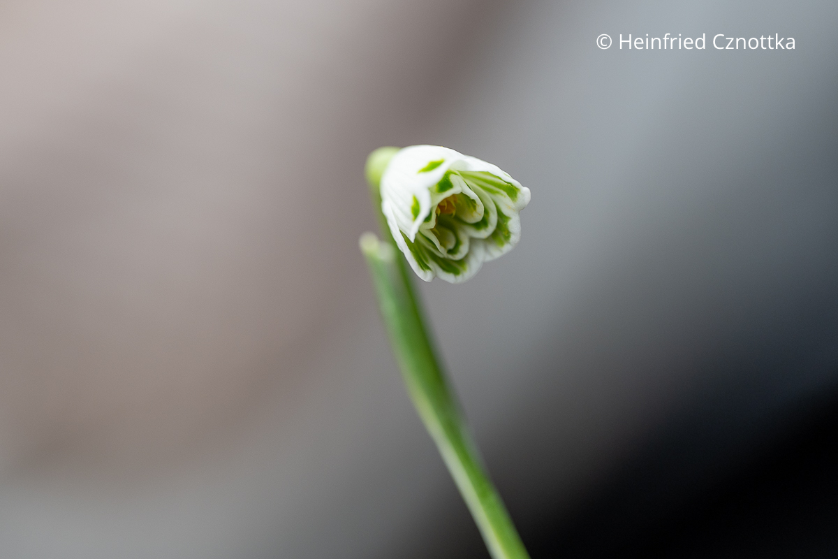 Ein invers poculiformes Schneeglöckchen (Galanthus) mit gleich kurzen Blütenblättern