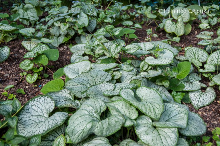 Staude des Jahres 2025 KaukasusVergissmeinnicht (Brunnera macrophylla