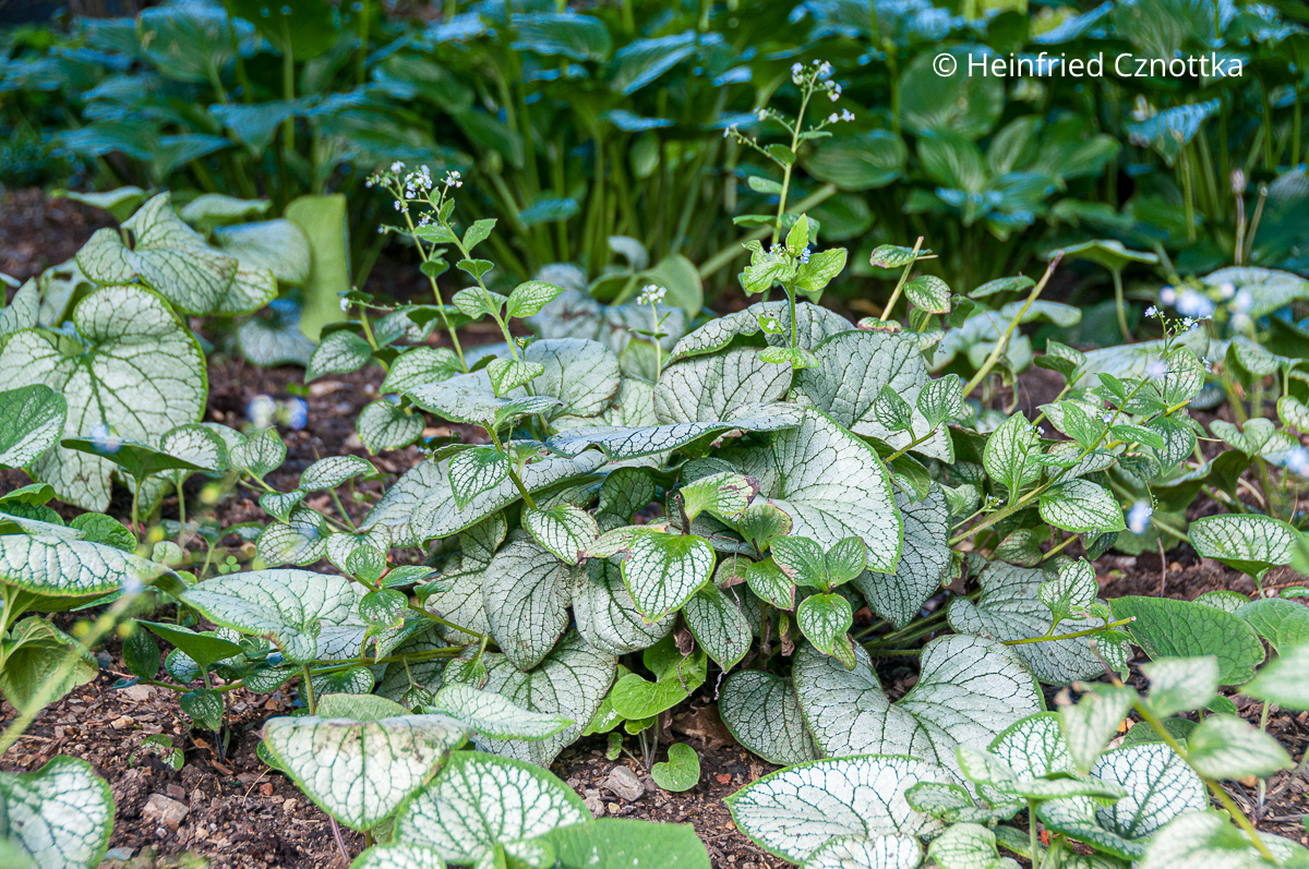 Attraktive Blätter: Kaukasus-Vergissmeinnicht (Brunnera macrophylla) 'Jack Frost' Attraktive Blätter: Kaukasus-Vergissmeinnicht (Brunnera macrophylla) 'Jack Frost'