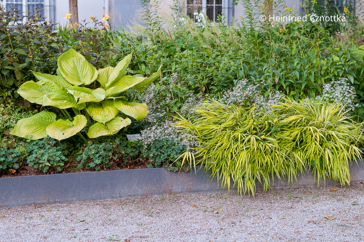 Funkie (Hosta) 'Sum and Substance', panaschiertes Japan-Berggras (Hakonechloa macra) und Waldaster (Eurybia divaricata)