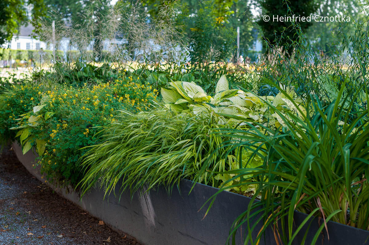 Funkie (Hosta) 'Sum and Substance', panaschiertes Japan-Berggras (Hakonechloa macra) und Gelber Scheinlerchensporn (Pseudofumaria lutea) 