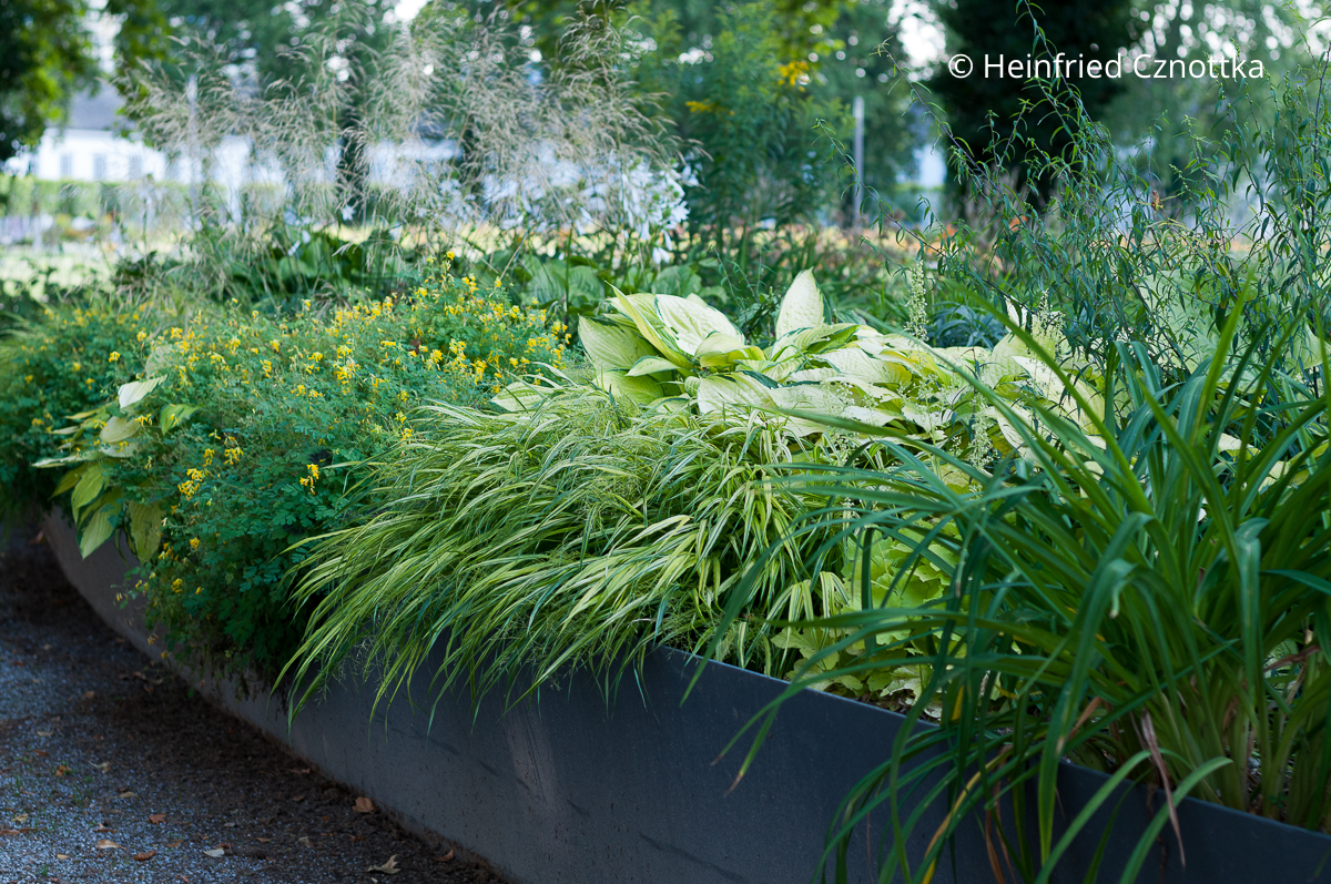 Pflanzen für schattigere Bereiche: Gelber Scheinlerchensporn (Pseudofumaria lutea syn. Corydalis lutea), Funkie (Hosta) 'Sum and Substance' und gelbbuntes Japan-Berggras (Hakonechloa macra)