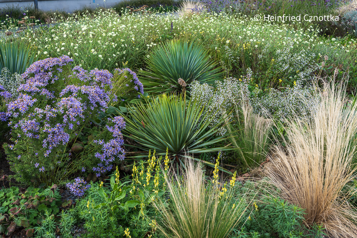Gewöhnliches Leinkraut (Linaria vulgaris), violette Aster, Yucca, Zartes Federgras (Nassella tenuissima) und Bergminze Gewöhnliches Leinkraut (Linaria vulgaris), violette Aster, Yucca, Zartes Federgras (Nassella tenuissima) und Bergminze