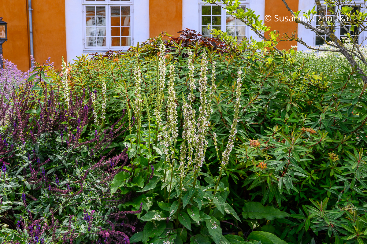 Dunkle Königskerze (Verbascum nigrum) 'Album', Himalaya-Wolfsmilch (Euphorbia griffithii) 'Fireglow' und Steppen-Salbei (Salvia nemorosa) 'Caradonna' Dunkle Königskerze (Verbascum nigrum) 'Album' mit weißen Blüten, Himalaya-Wolfsmilch (Euphorbia griffithii) 'Fireglow' und vioSteppen-Salbei (Salvia nemorosa) 'Caradonna'