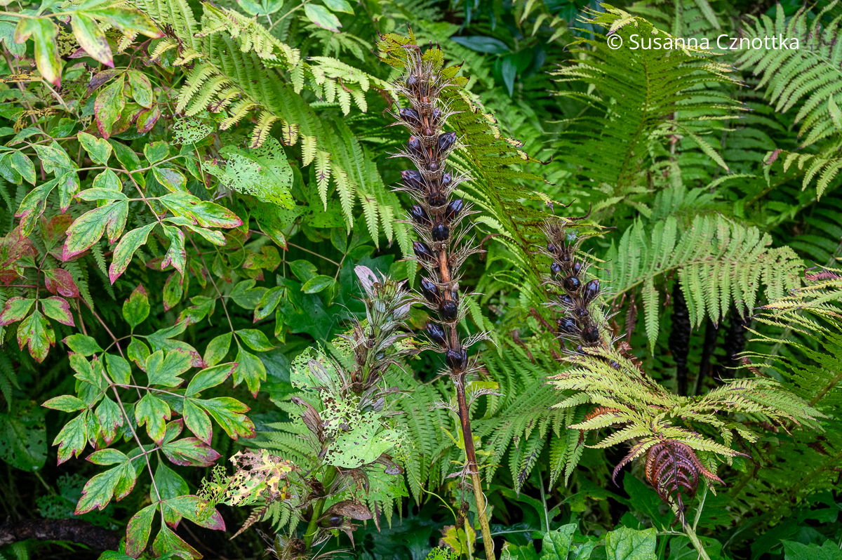Struktur im Winter: Samenstände des Balkan-Bärenklaus (Acanthus hungaricus) Struktur im Winter: Samenstände des Balkan-Bärenklaus (Acanthus hungaricus)