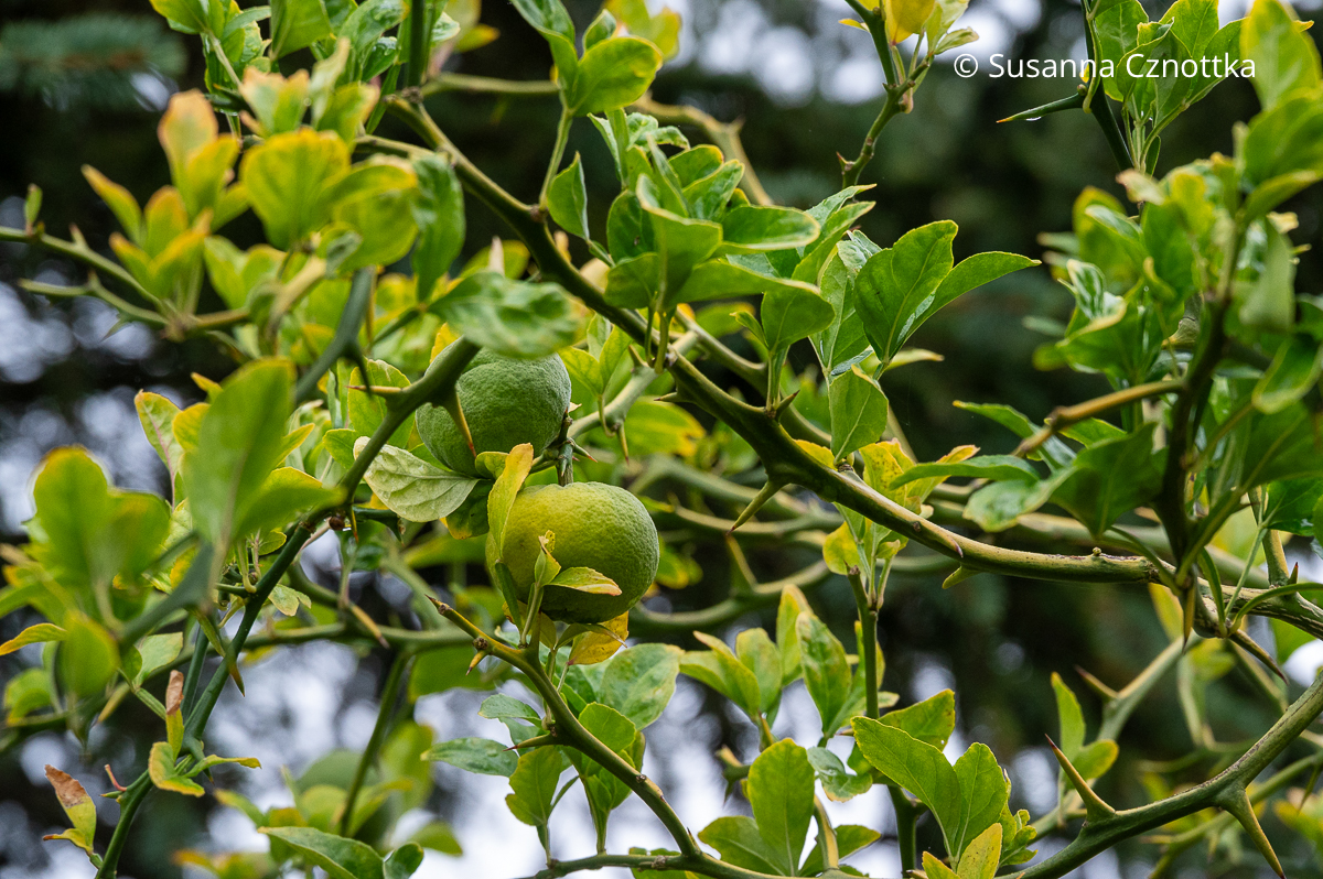 Bitterorange (Poncirus trifoliata) mit noch grünen Früchten Bitterorange (Poncirus trifoliata) mit noch grünen Früchten