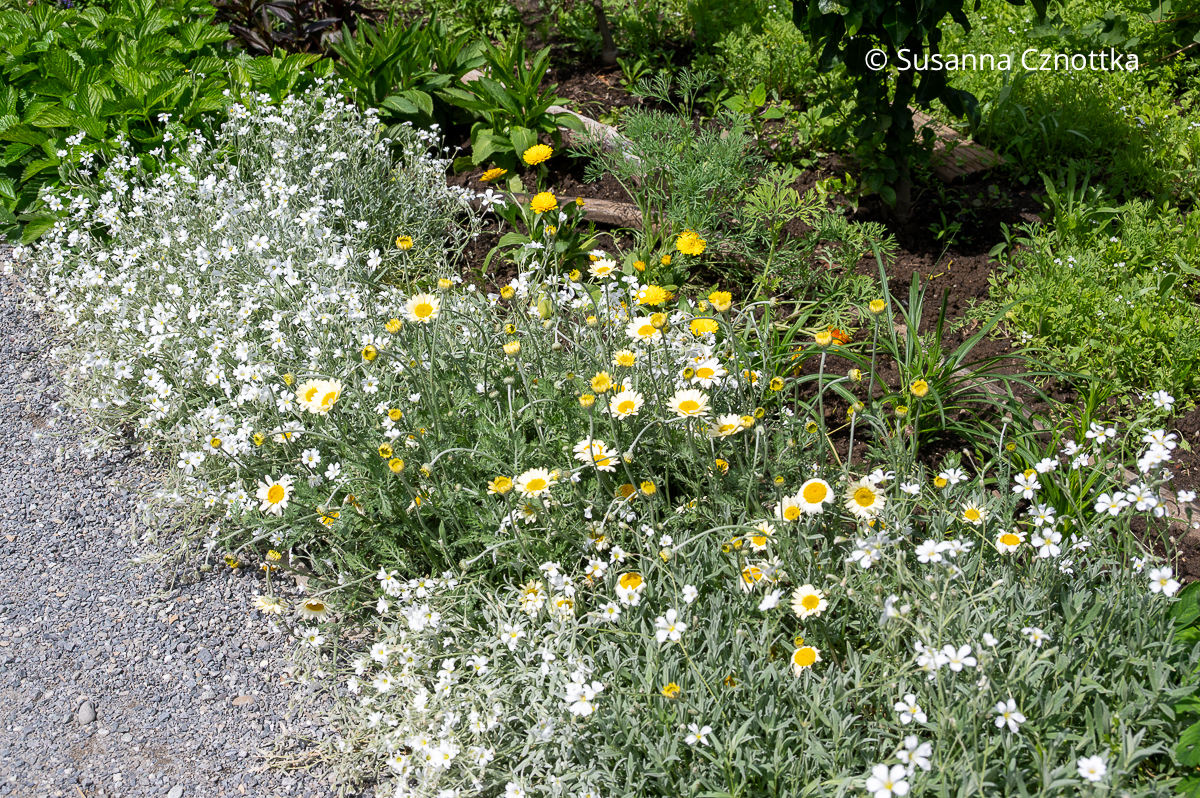 Färberkamille (Cota tinctoria) und Filziges Hornkraut (Cerastium tomentosum) an einem Gartenweg
