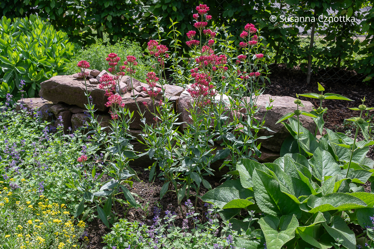 Trockenheitstolerante Stauden: Rote Spornblume (Centranthus ruber) mit Katzenminze (Nepeta) und Syrischem Brandkraut (Phlomis russeliana) Rote Spornblume (Centranthus ruber) mit Katzenminze (Nepeta) und Syrischem Brandkraut (Phlomis russeliana)