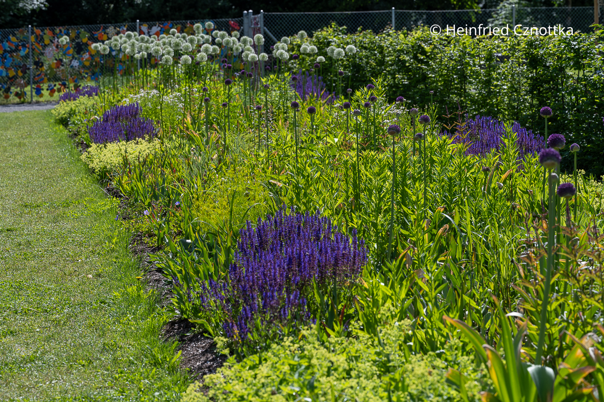 Steppen-Salbei (Salvia nemorosa) mit weißem und violettem Zierlauch (Allium)