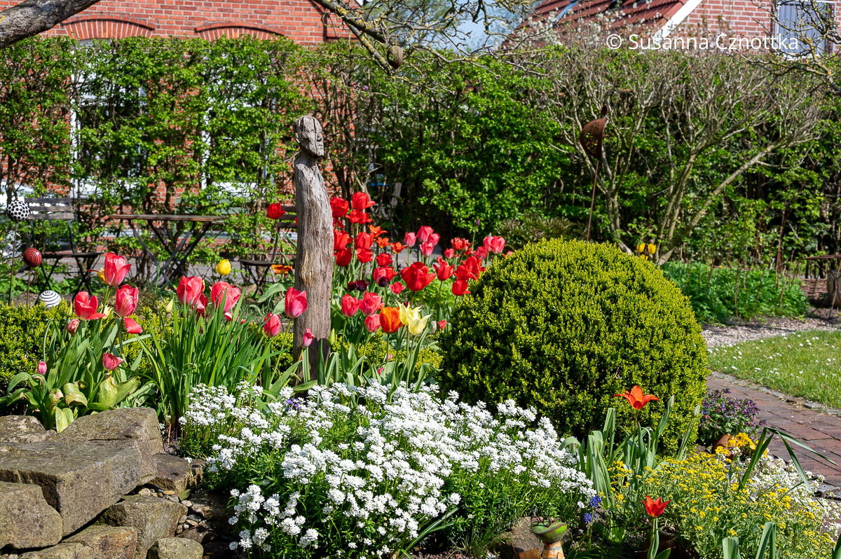Frühlingsgefühle: rote Tulpen und Immergrüne Schleifenblume (Iberis sempervirens) im Garten