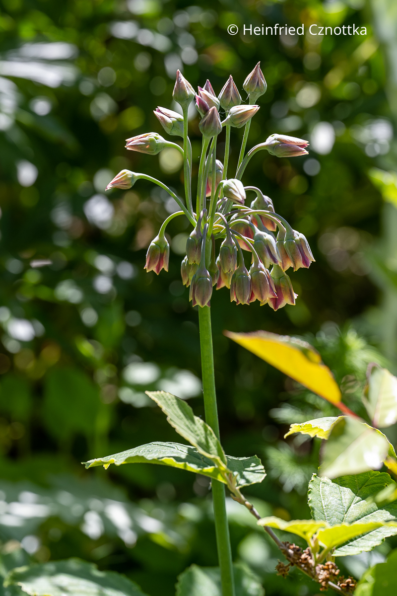 Bulgarischer Honiglauch (Allium siculum)