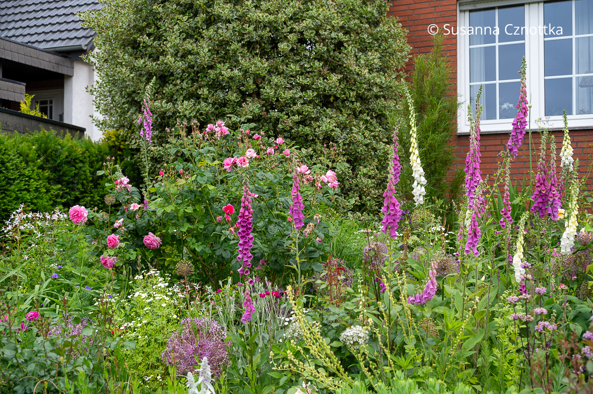 Den Roten Fingerhut (Digitalis purpurea) kombinieren: mit Rosen und Mutterkraut (Tanacetum parthenium) in einem Vorgarten Roter Fingerhut (Digitalis purpurea) mit Rosen und Mutterkraut (Tanacetum parthenium) in einem Vorgarten