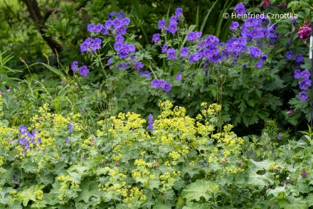 Violetter Storchschnabel und Frauenmantel (Alchemilla mollis)